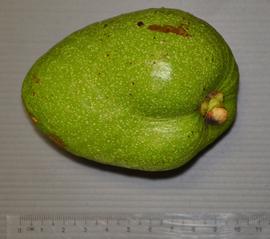   Fruit:   Annona glabra ; Photo by Cerlin Ng, flickr.com
